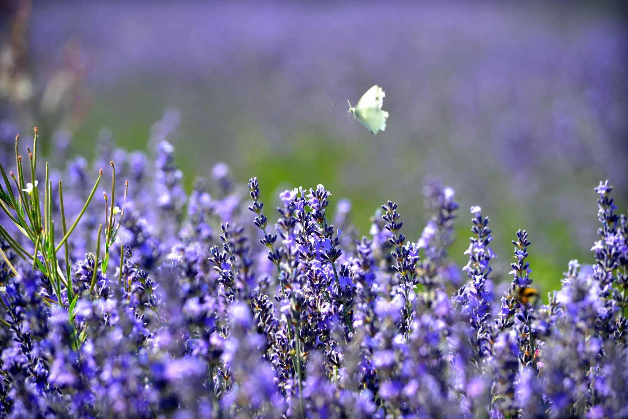 A greenish yellow moth flies over a close up photograph of purple lavender blooms