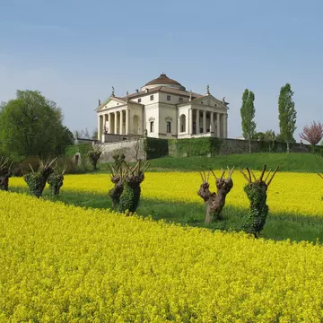 Vicenza's Villa La Rotonda framed by rapeseed flowers in the Veneto, Italy.