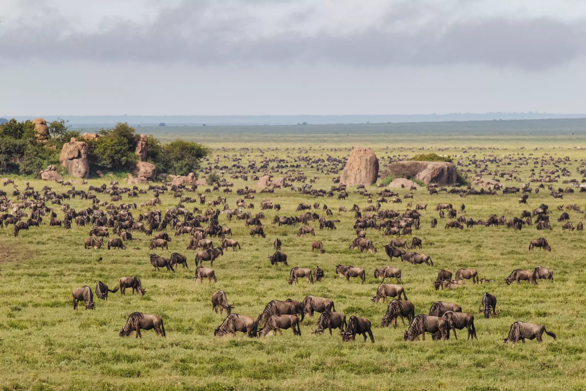 Large wildebeest herd during the Great Migration in Serengeti National Park, Tanzania.