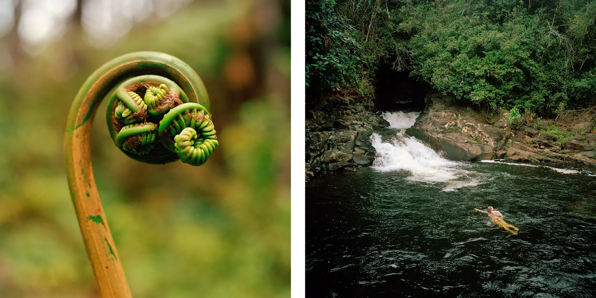 Left,a close up a green plant curling at the tip. Right, a woman swims near a small waterfall in the forest.