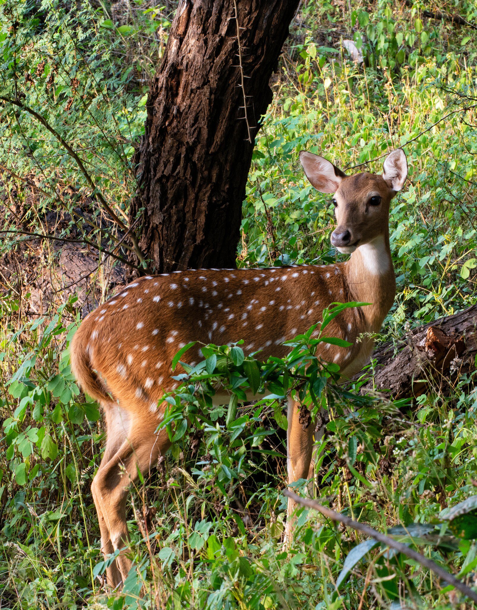  Deer in Gir National Park, Gujarat, India.