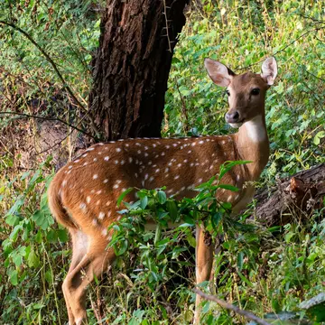 Deer in Gir National Park, Gujarat, India.