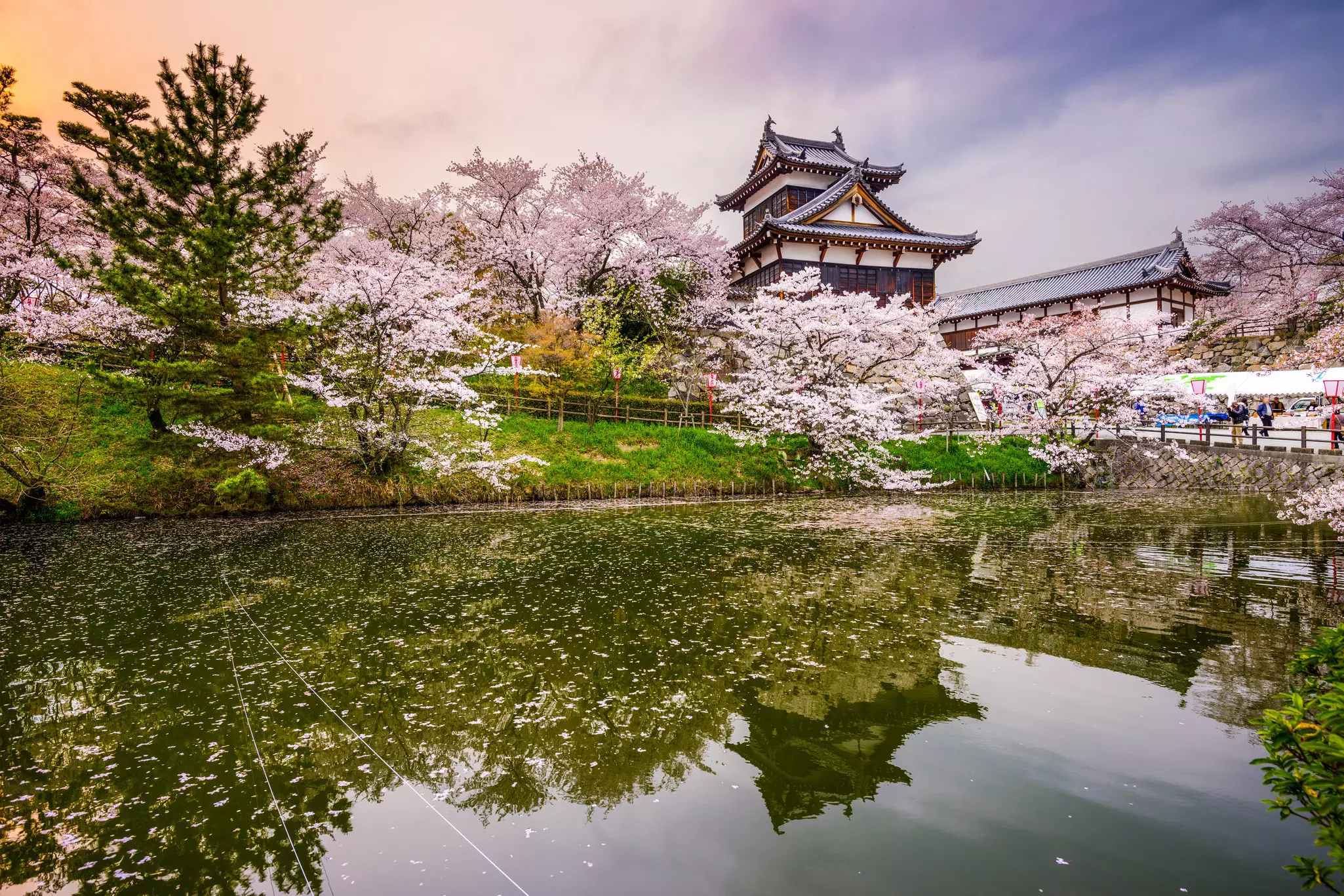 Cherry blossoms around a lake overlooked by a Japanese-style tiered castle.