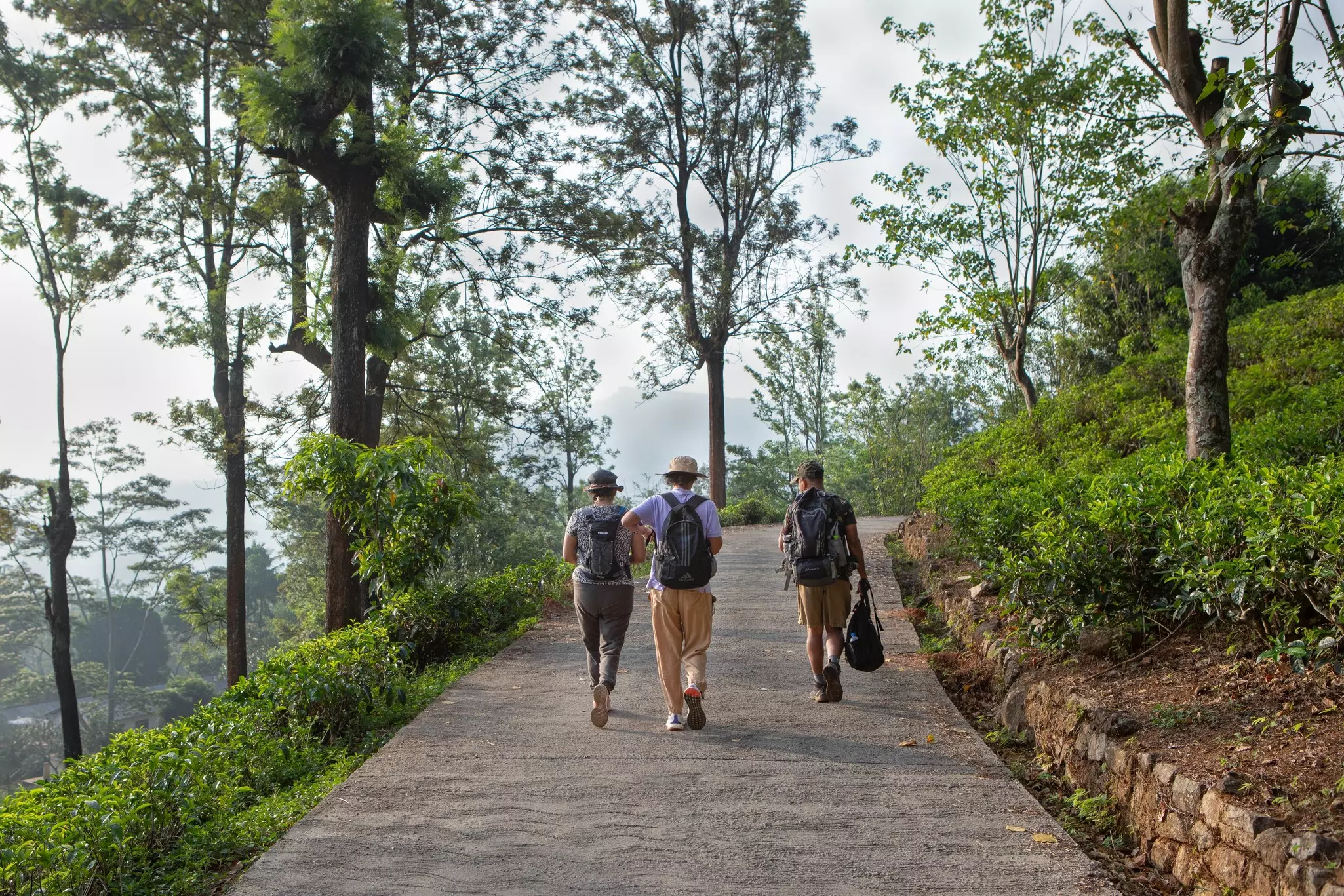 Hikers follow a pathed path on a hillside surrounded by trees and terraced tea fields.