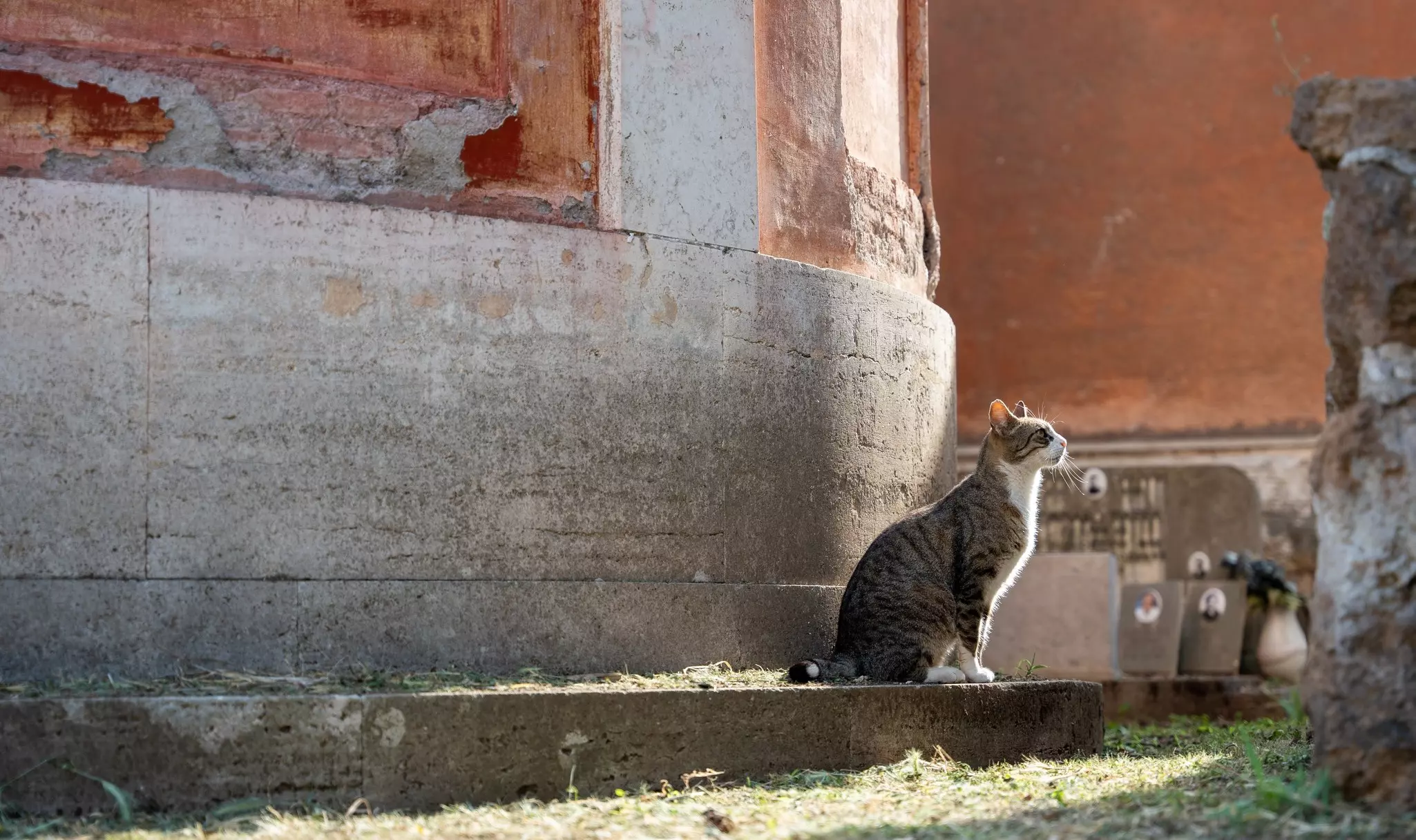 Rome, Italy - May 29, 2024: A Cat's Solitude Among Rome’s Ancient Tombstones in Verano Monumental Cemetery.