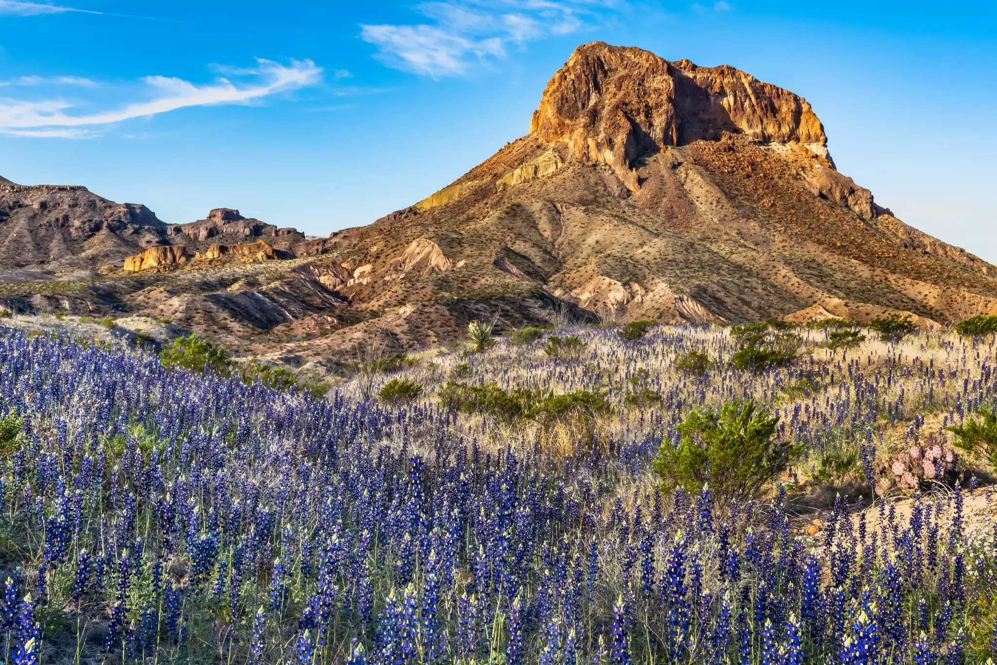 A field of bluebonnets in bloom in front of a rocky desert outcrop.