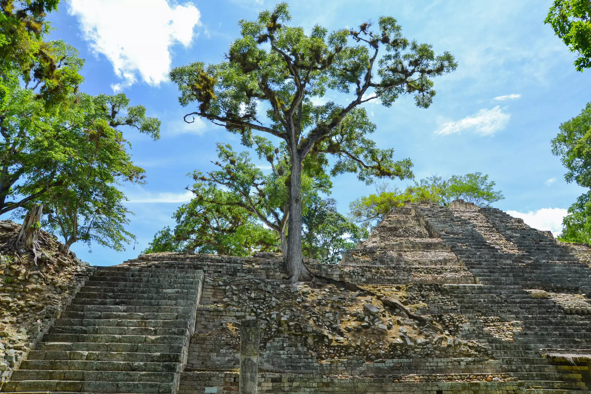 Jungle trees growing on the ruins of Copán in Honduras.