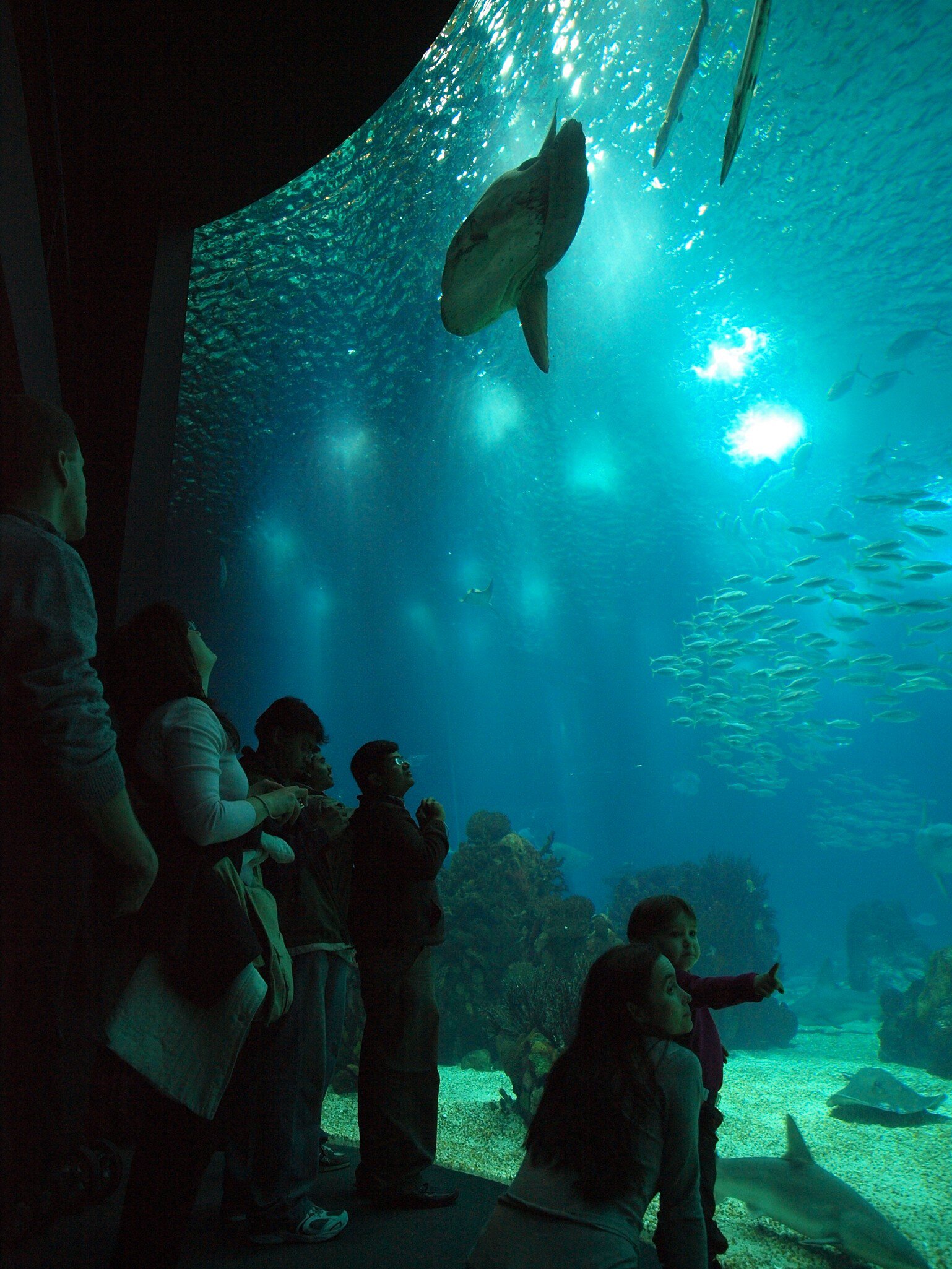 Visitors taking pictures of the fish in the aquarium in Lisbon, Portugal.