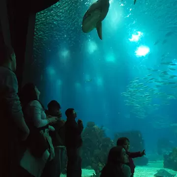 Visitors taking pictures of the fish in the aquarium in Lisbon, Portugal.