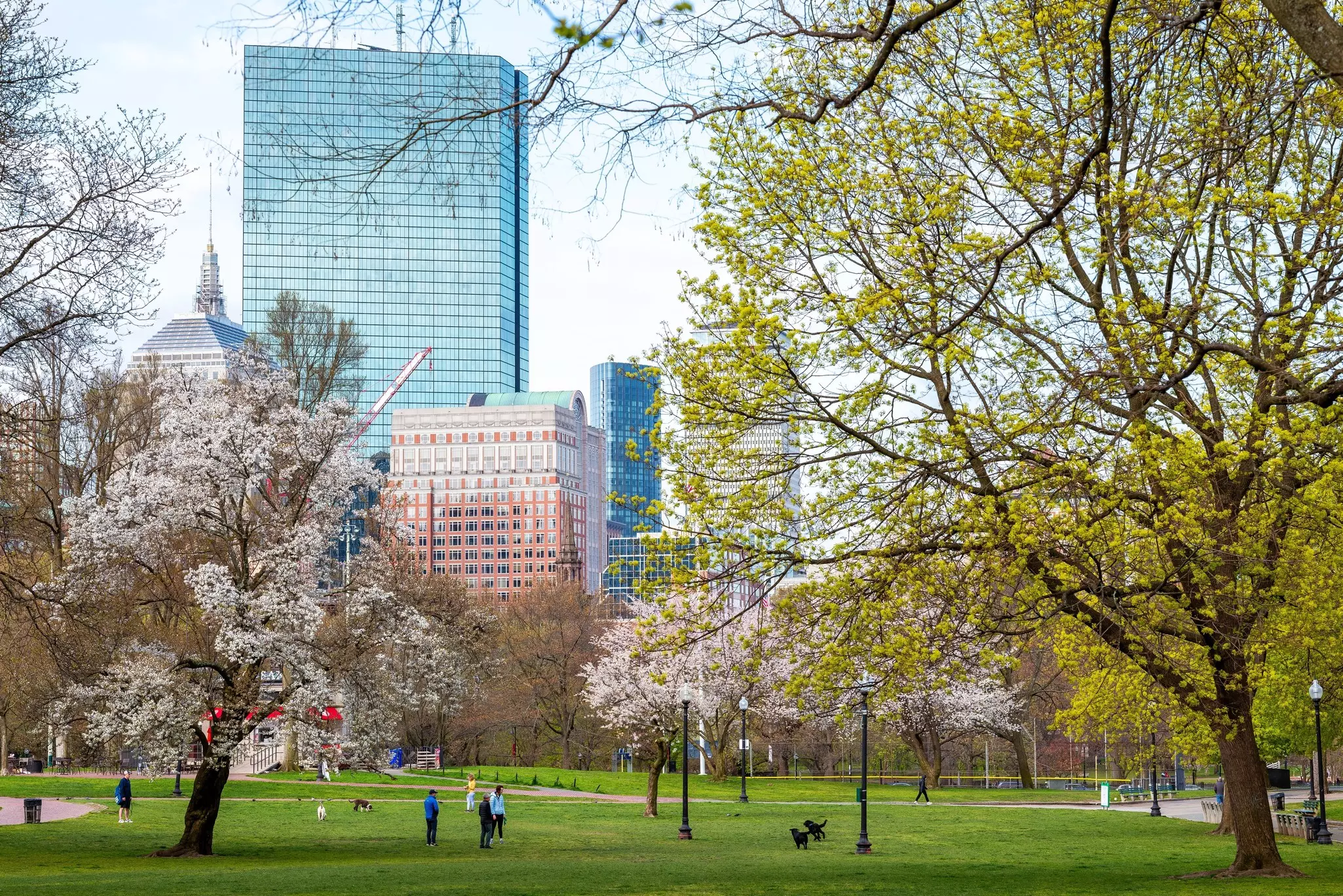 Trees in a city park reveal buds and blossoms on a spring day. Office towers of the city are visible in the background.