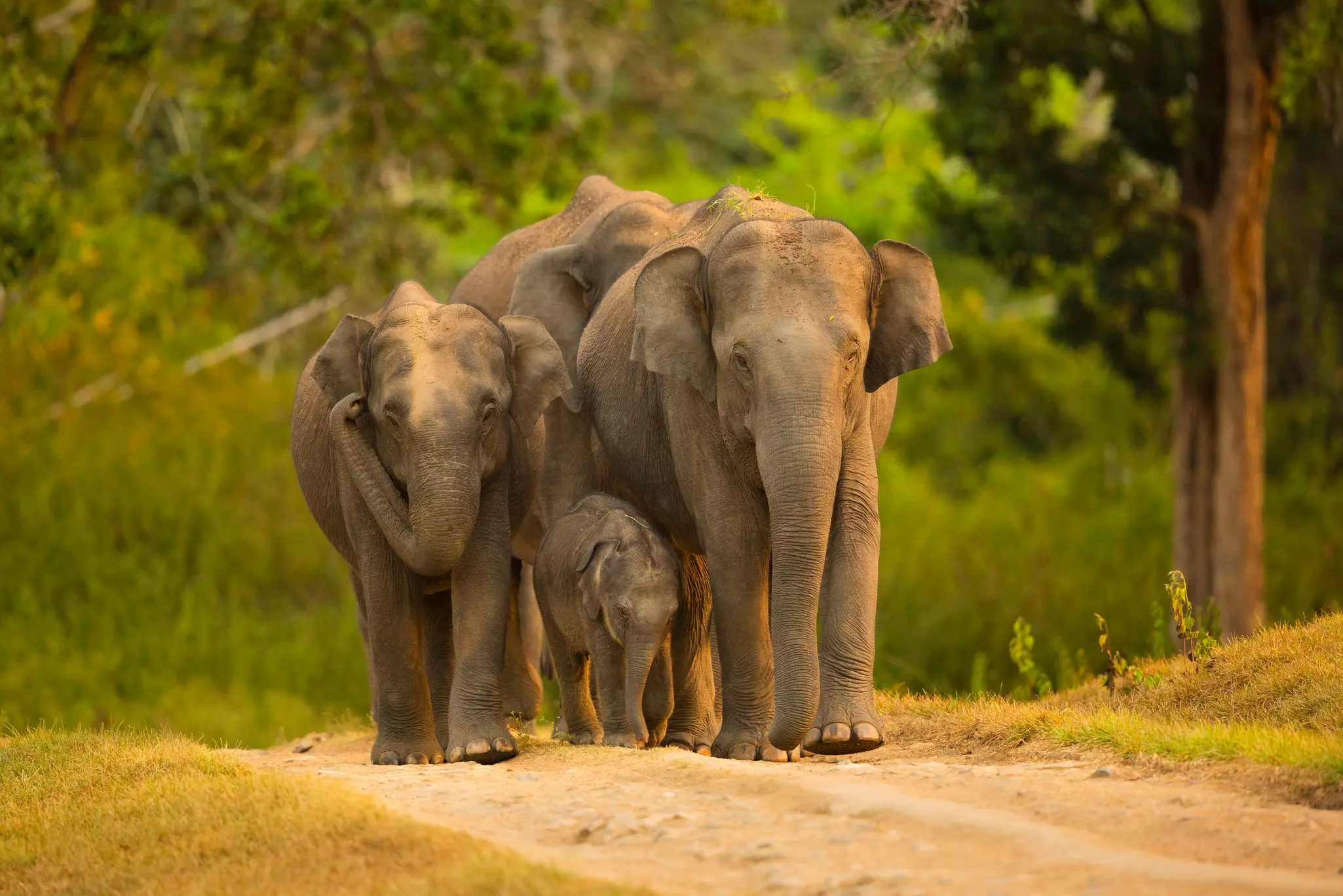 A family of Asian elephants walking in Bandipur Tiger Reserve, Karnataka, India.