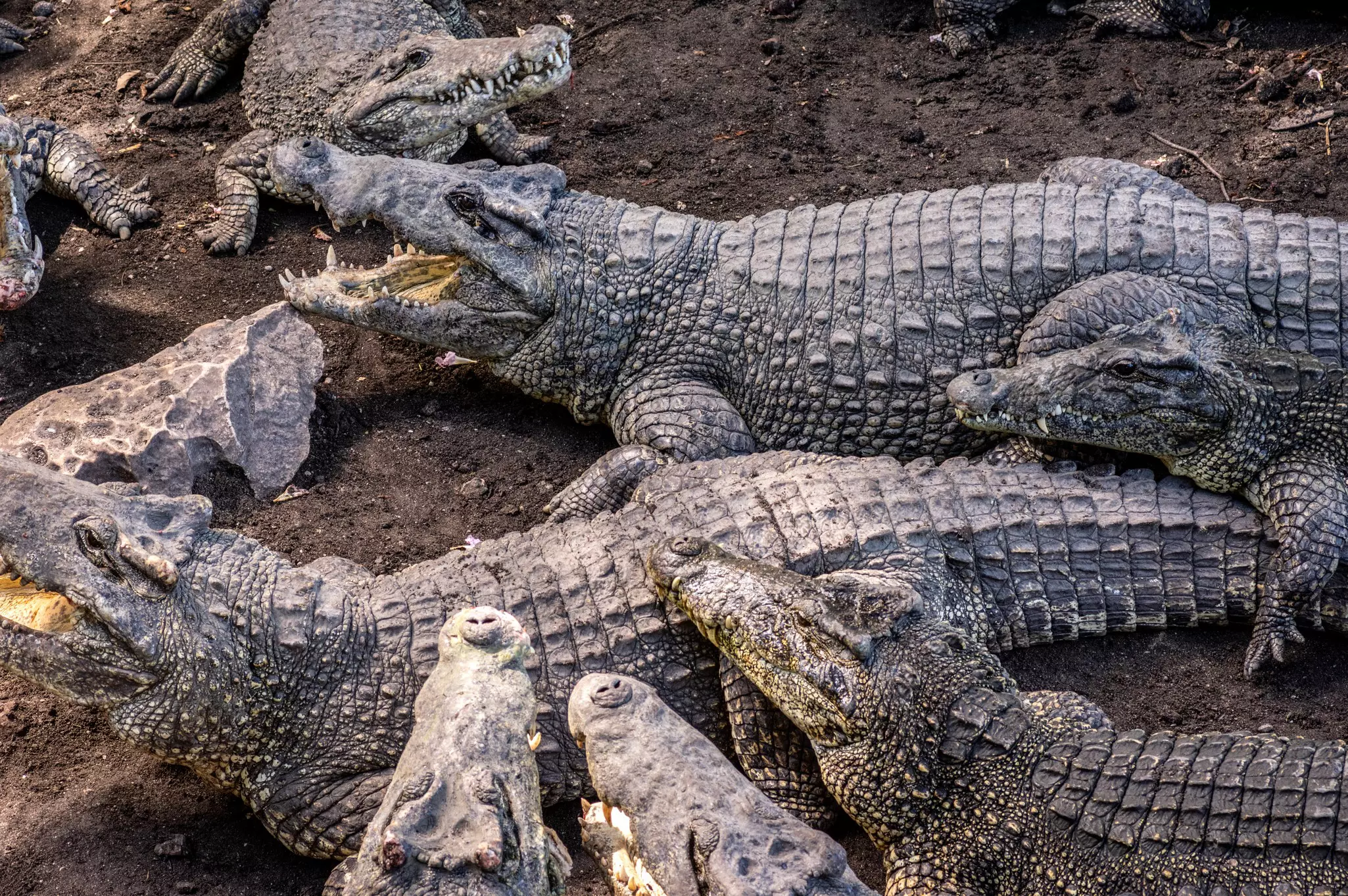Large group of Cuban crocodiles, Zapata Swamp, Zapata Peninsula, Cuba
