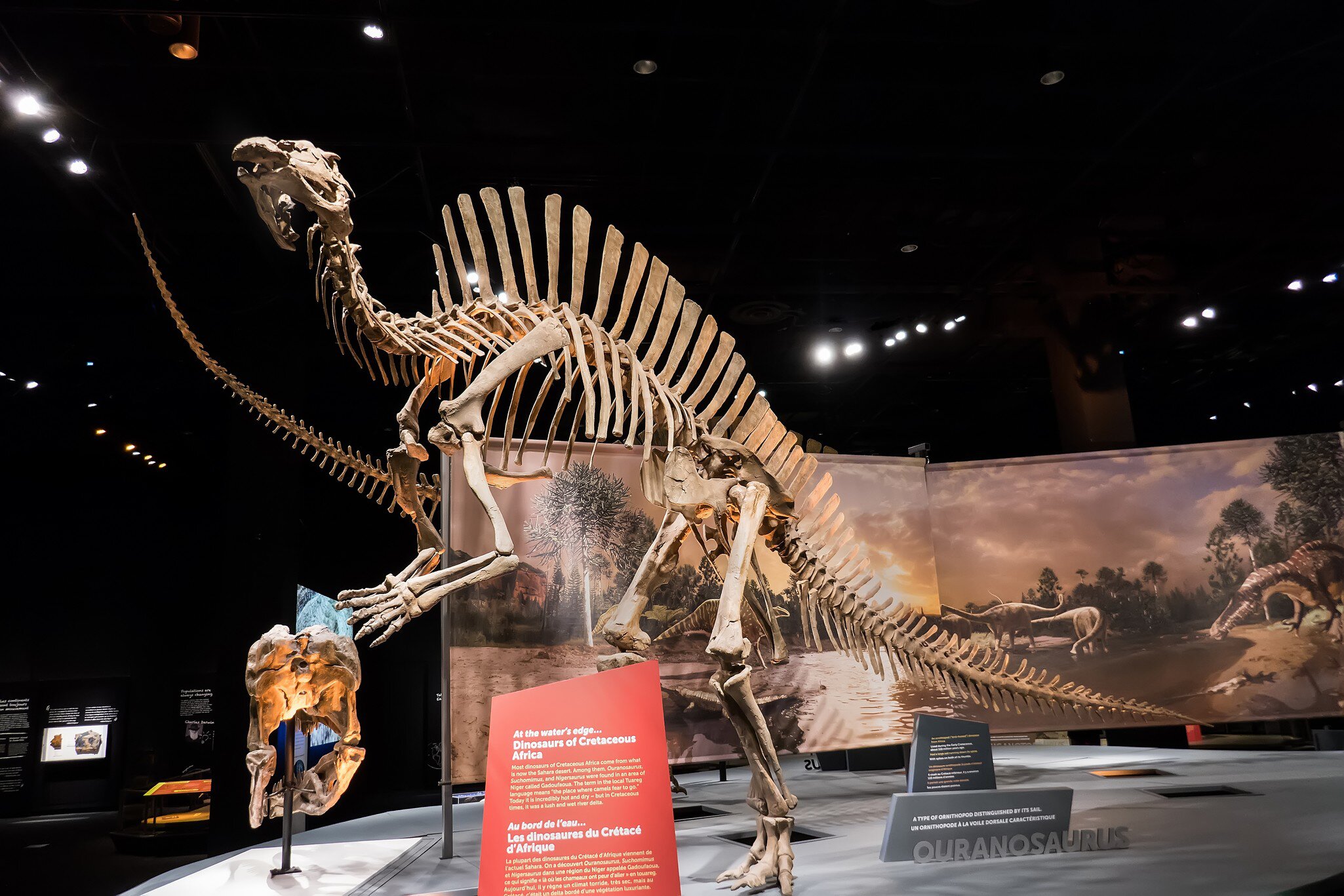 DALLAS, TEXAS/USA - OCTOBER 19, 2018: Ouranosaurus dinosaur skeleton in the Ultimate Dinosaurs traveling exhibition at the Perot Museum of Nature and Science in Dallas, License Type: media_digital, Download Time: 2024-09-10T14:23:35.000Z, User: brianaellisgibbs44, Editorial: true, purchase_order: 56500, job: Global Publishing WIP, client: The Dinosaur Book, other: Briana Ellis-Gibbs 