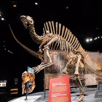 DALLAS, TEXAS/USA - OCTOBER 19, 2018: Ouranosaurus dinosaur skeleton in the Ultimate Dinosaurs traveling exhibition at the Perot Museum of Nature and Science in Dallas, License Type: media_digital, Download Time: 2024-09-10T14:23:35.000Z, User: brianaellisgibbs44, Editorial: true, purchase_order: 56500, job: Global Publishing WIP, client: The Dinosaur Book, other: Briana Ellis-Gibbs 