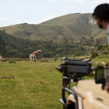 GettyImages-2158396297.jpg
Young man looking at giraffes grazing on grass