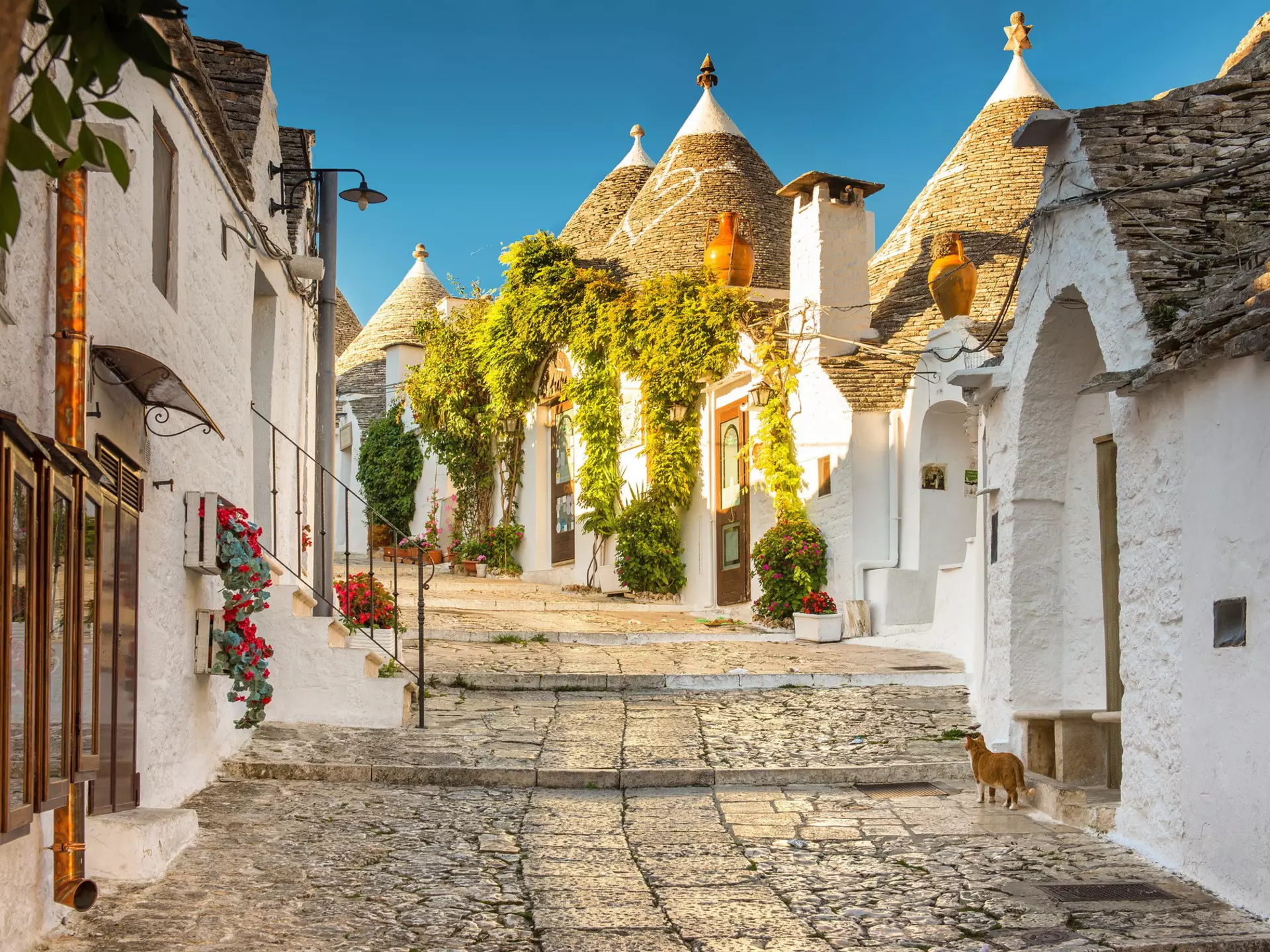A cat looks up a picturesque street of trulli, with their conical roofs