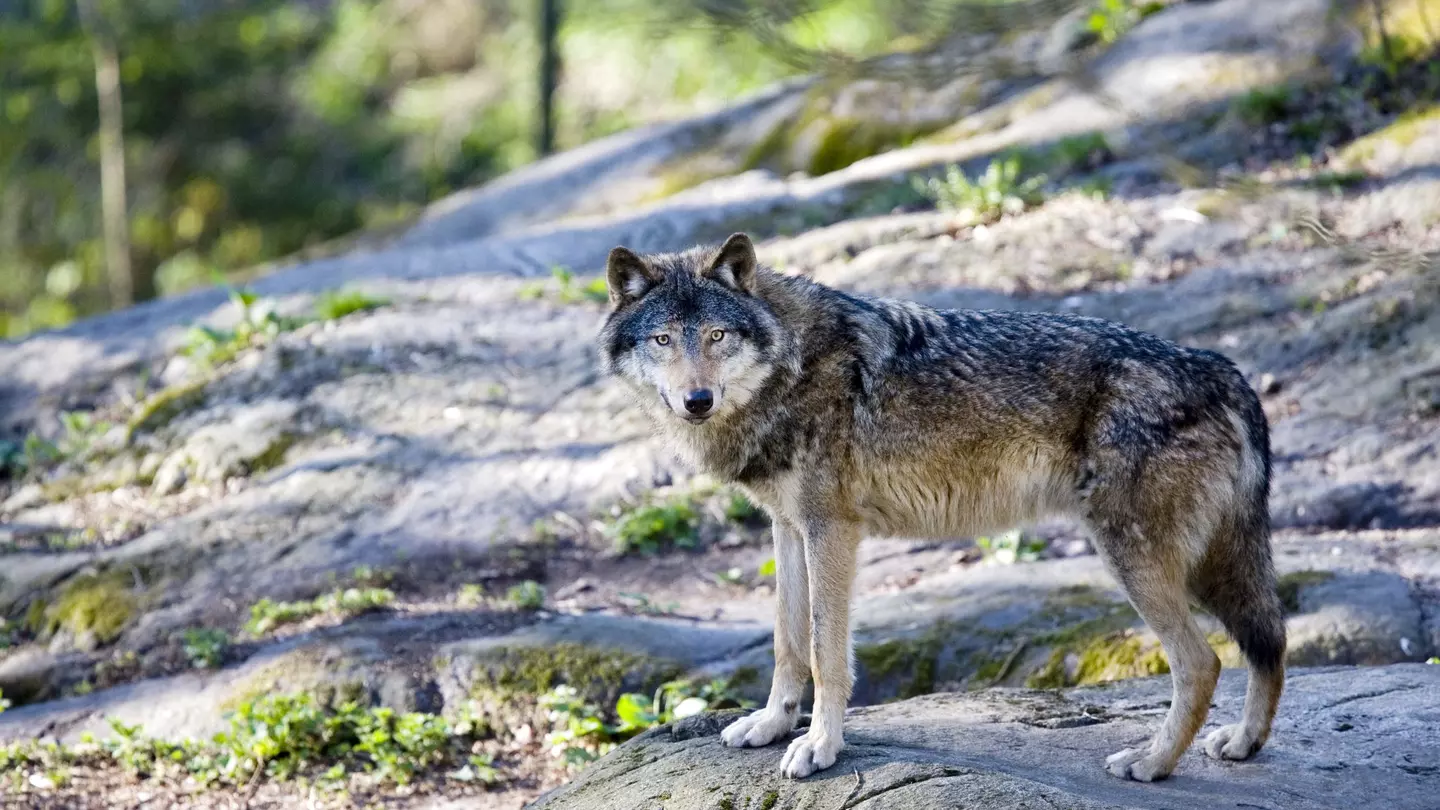 Gray wolves were hunted and trapped to extinction in the 1940s in Colorado © AYImages/Getty Images