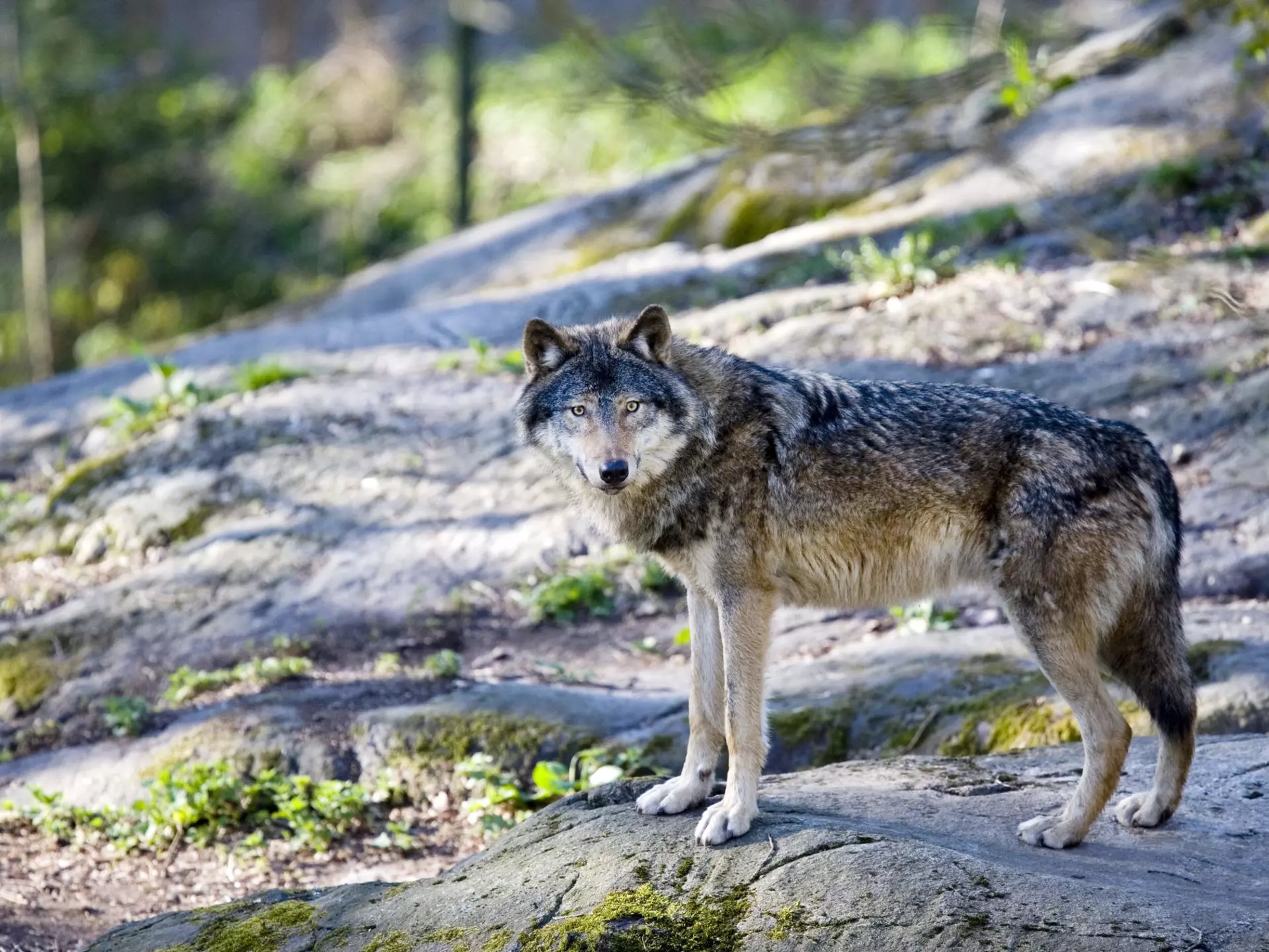 Gray wolves were hunted and trapped to extinction in the 1940s in Colorado © AYImages/Getty Images