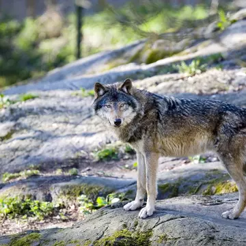 Gray wolves were hunted and trapped to extinction in the 1940s in Colorado © AYImages/Getty Images