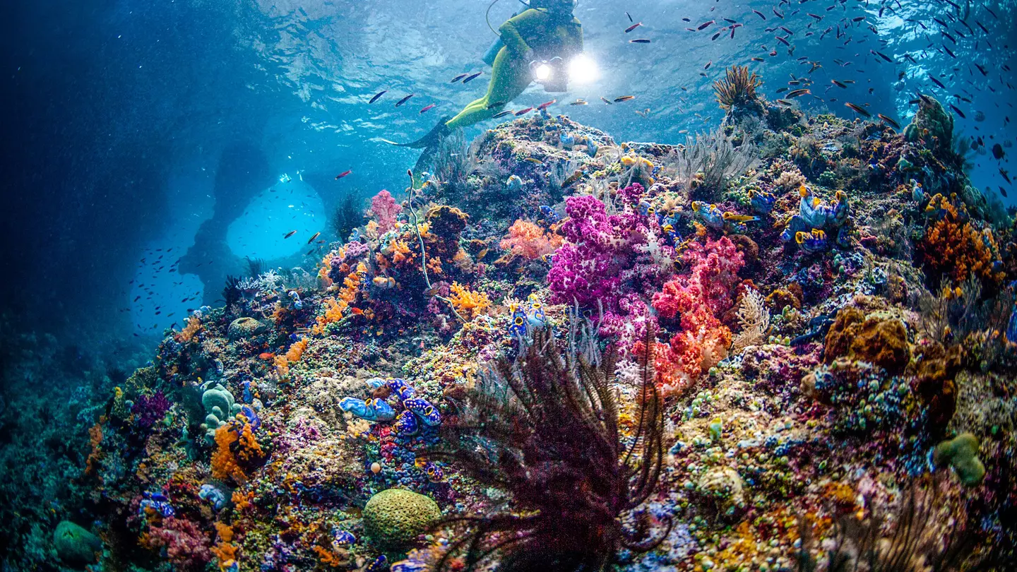 scuba diver in a Colorful reef with species variants of corals