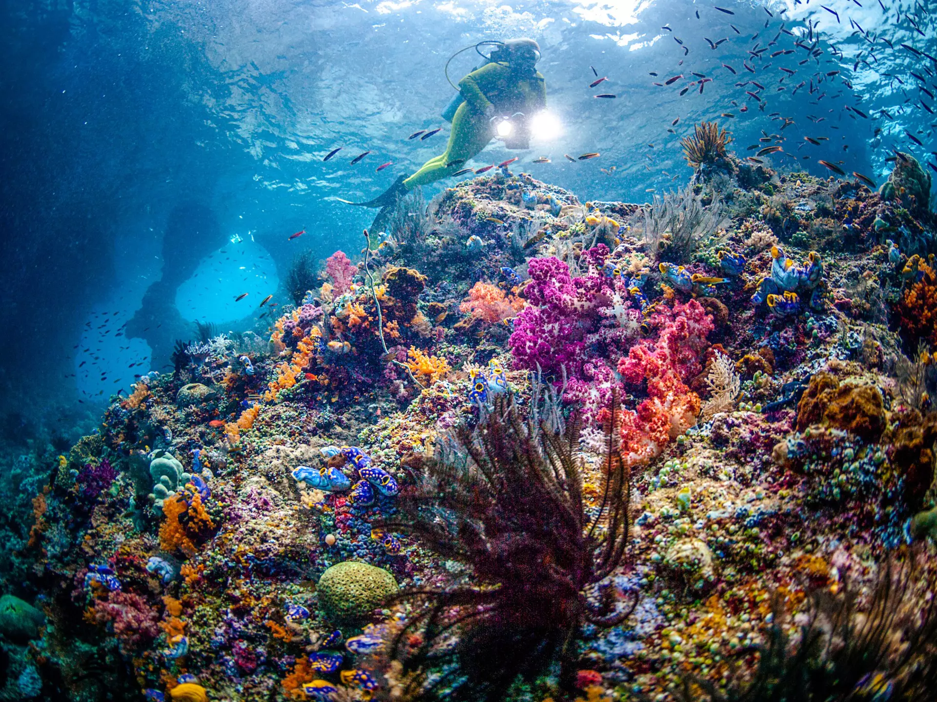 scuba diver in a Colorful reef with species variants of corals