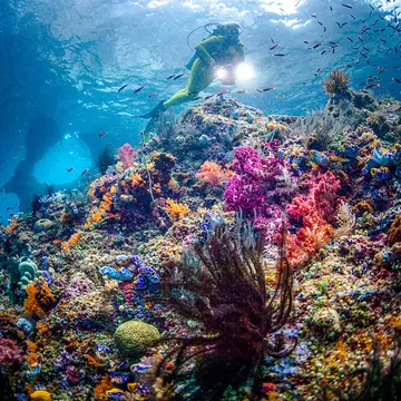 scuba diver in a Colorful reef with species variants of corals