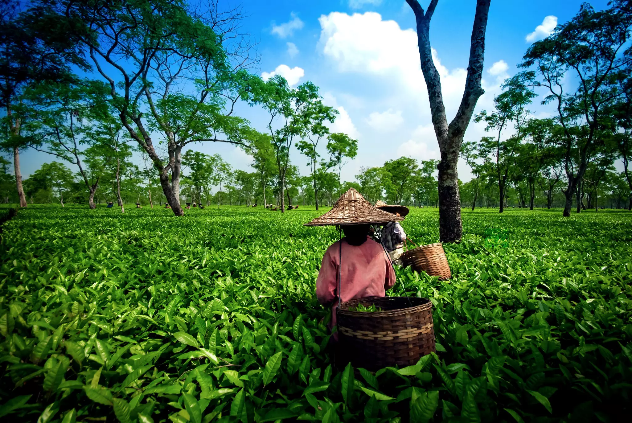 Tea workers in a lowland tea garden in Assam in India.