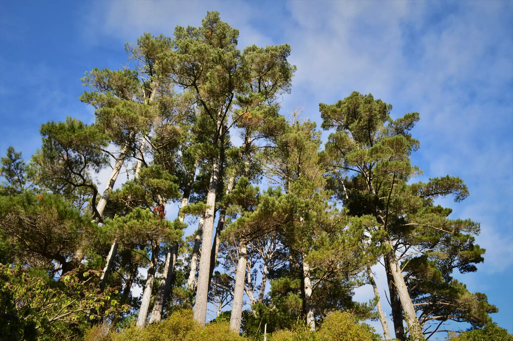 View of tall trees against a blue sky at the Zealandia wildlife conservation park in New Zealand.