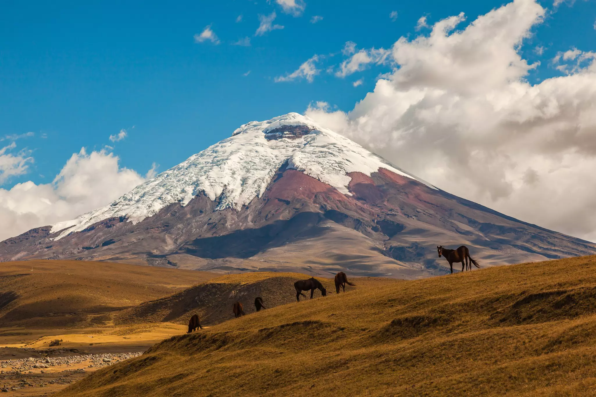 Cotopaxi, an active volcano, at sunset with horses in the foreground