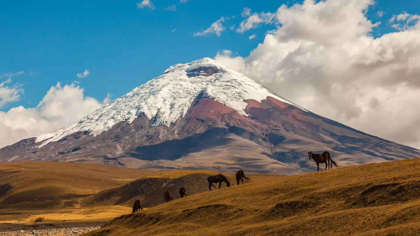 Cotopaxi, an active volcano, at sunset with horses in the foreground