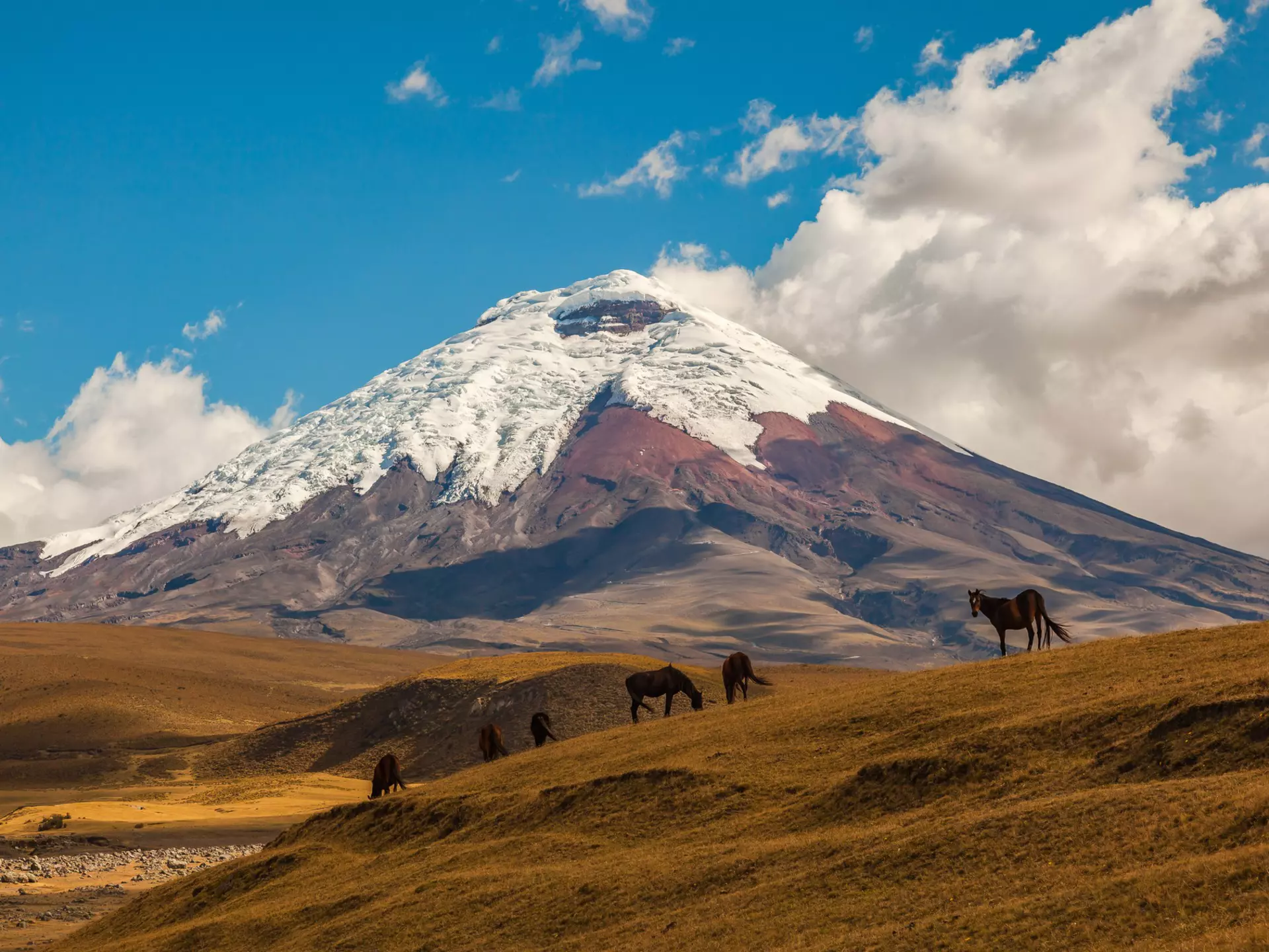 Cotopaxi, an active volcano, at sunset with horses in the foreground