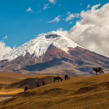 Cotopaxi, an active volcano, at sunset with horses in the foreground