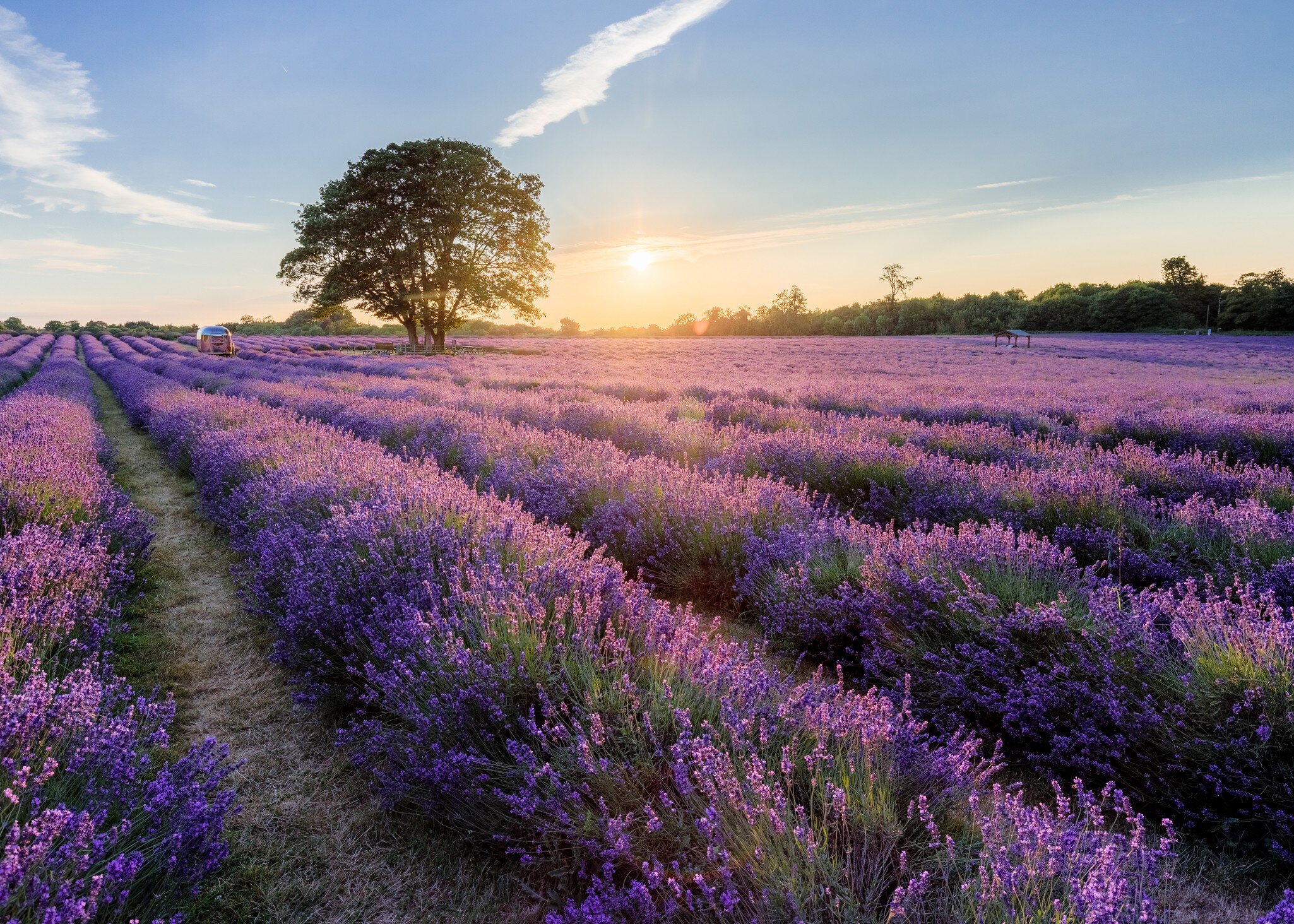 Rows of blooming lavender at Mayfield Lavender Farm in the evening, Surrey, England