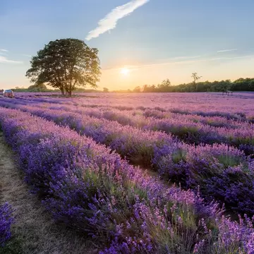 Rows of blooming lavender at Mayfield Lavender Farm in the evening, Surrey, England