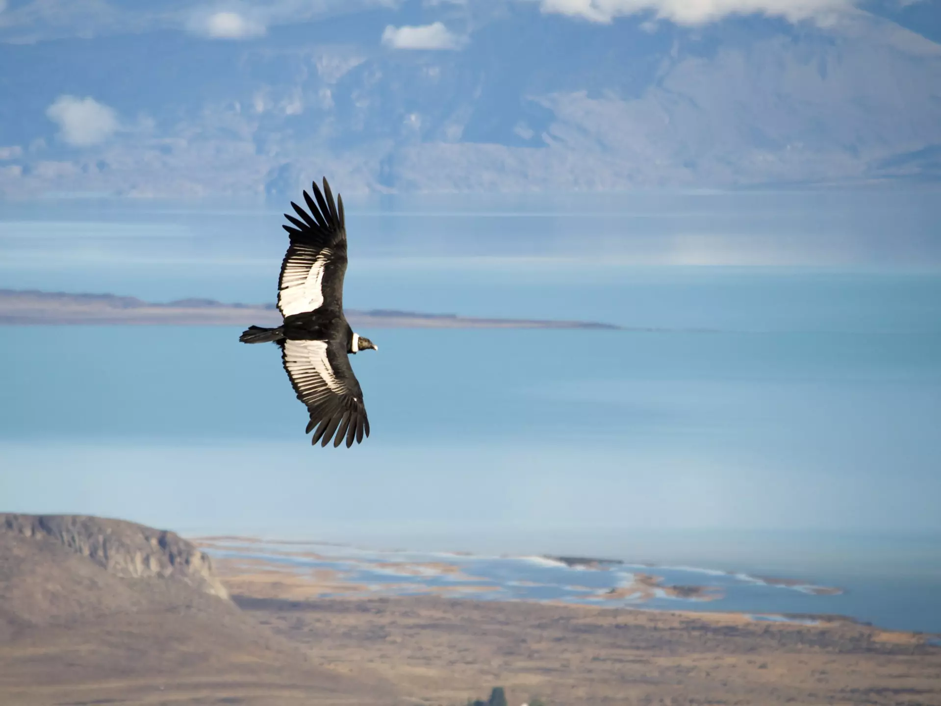 Go wildlife spotting with our guide to Patagonia's most iconic animals and birds, and where best to find them © rviard / Getty Images