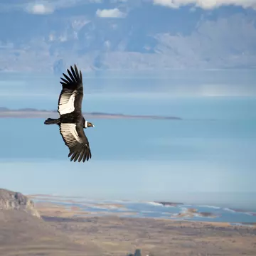 Go wildlife spotting with our guide to Patagonia's most iconic animals and birds, and where best to find them © rviard / Getty Images