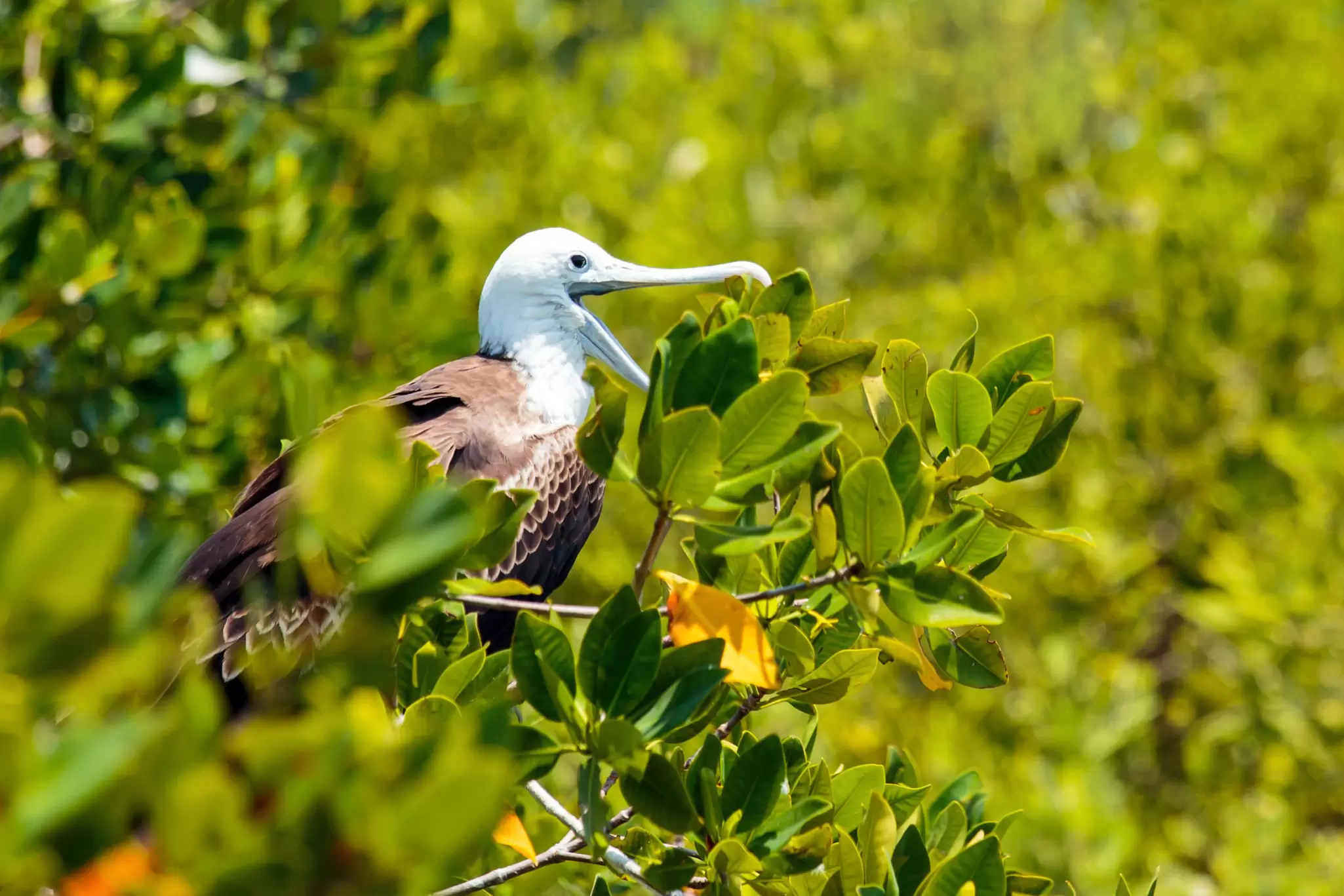 A frigate bird in the trees at La Isla Contoy Nacional