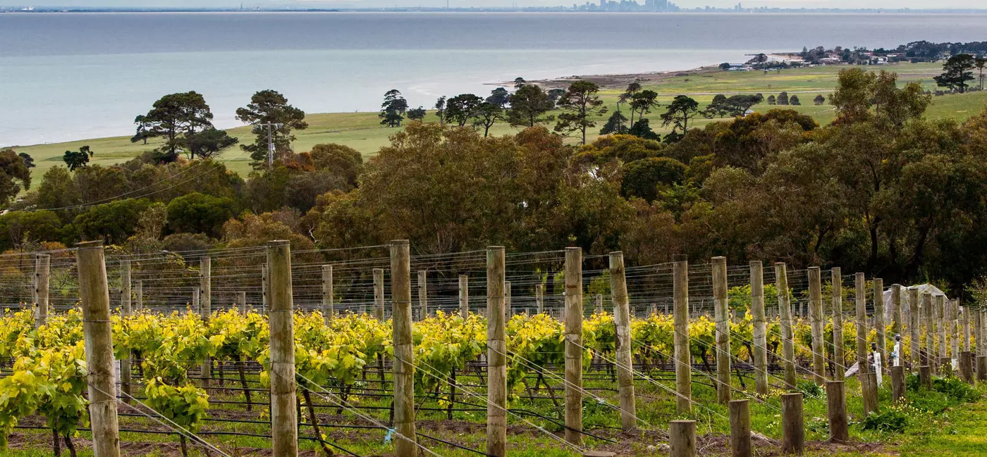 A distant skyline is visible across a large body of water; there is a vineyard in the foreground, and green land beyond.
