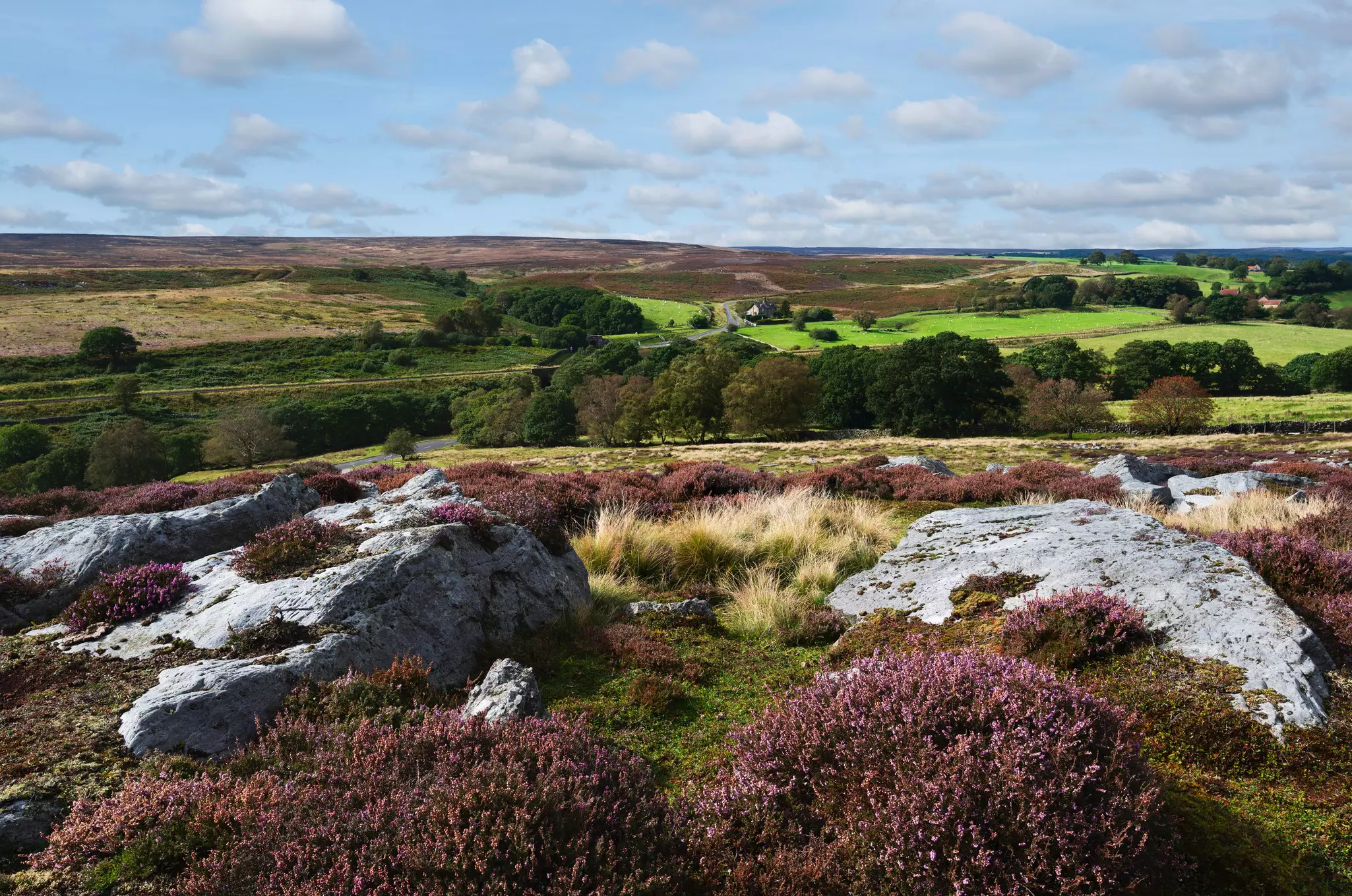 Rugged moorland with large bouldersd including flowering wild heathers and fields in the North York Moors National Park in summer near Goathland, Yorkshire, UK.  