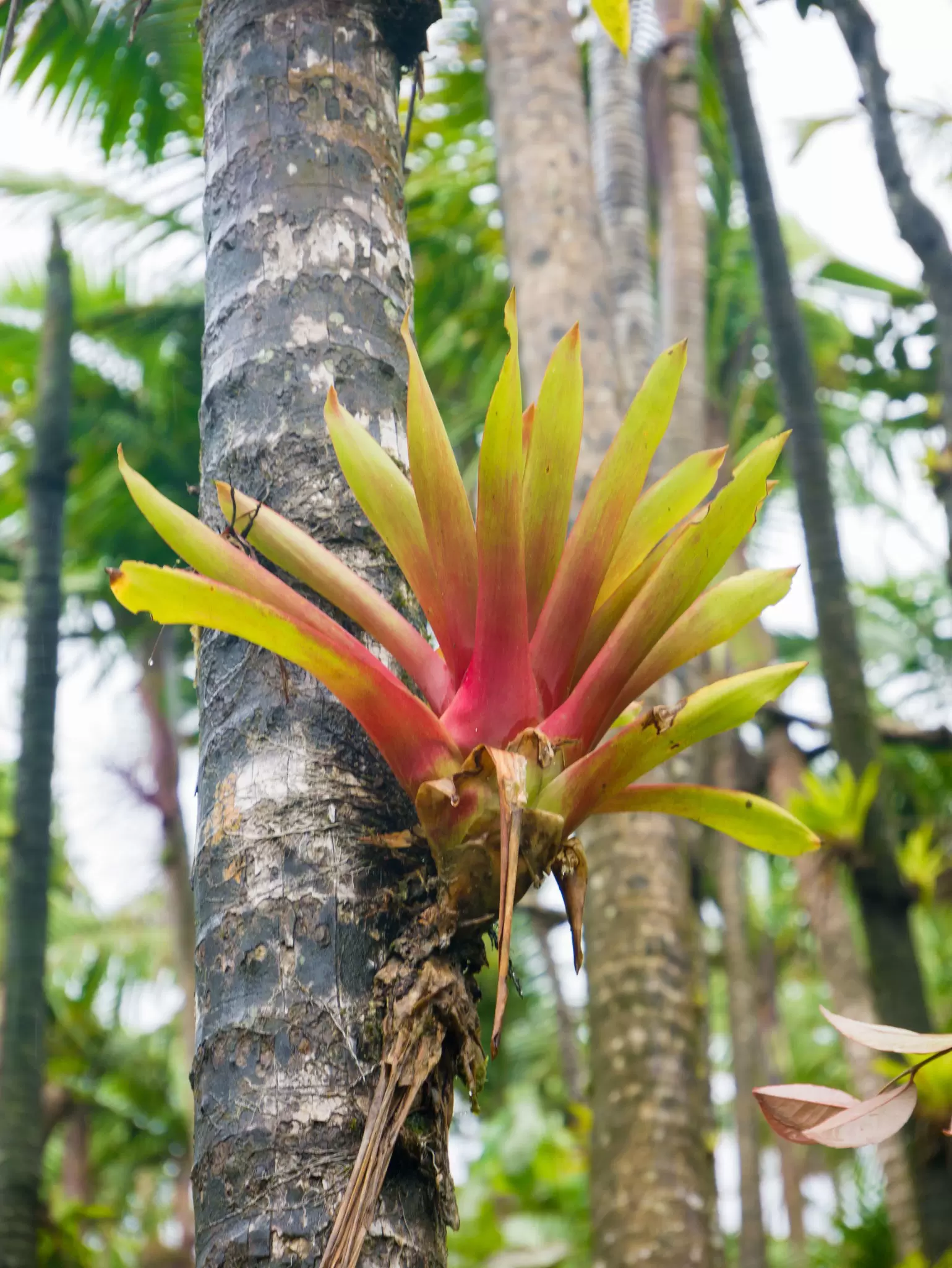 Tropical vegetation at El Yunque National Forest in Puerto Rico