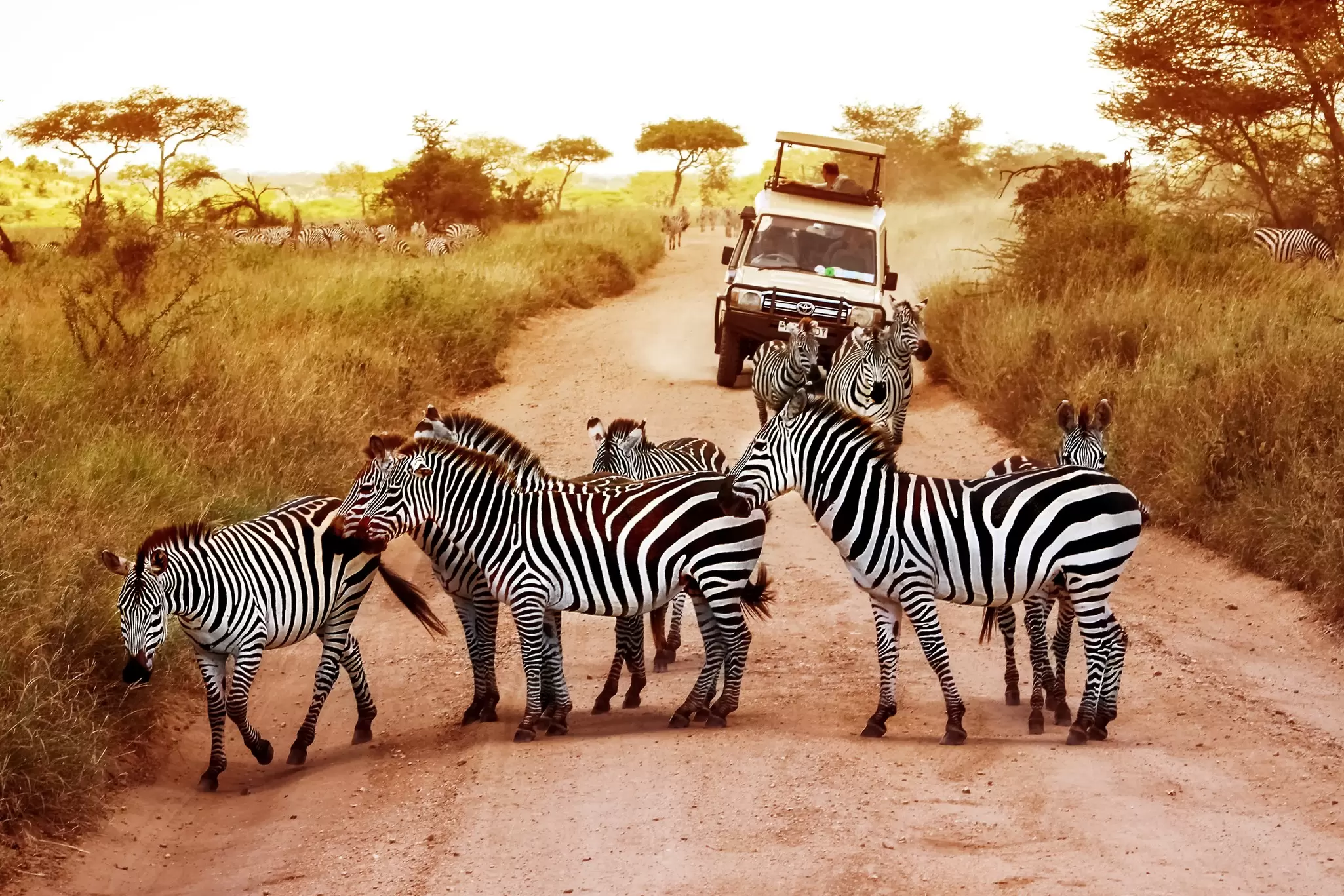 Experience the best of Tanzania with Elsewhere by Lonely Planet © Delbars / Getty Images