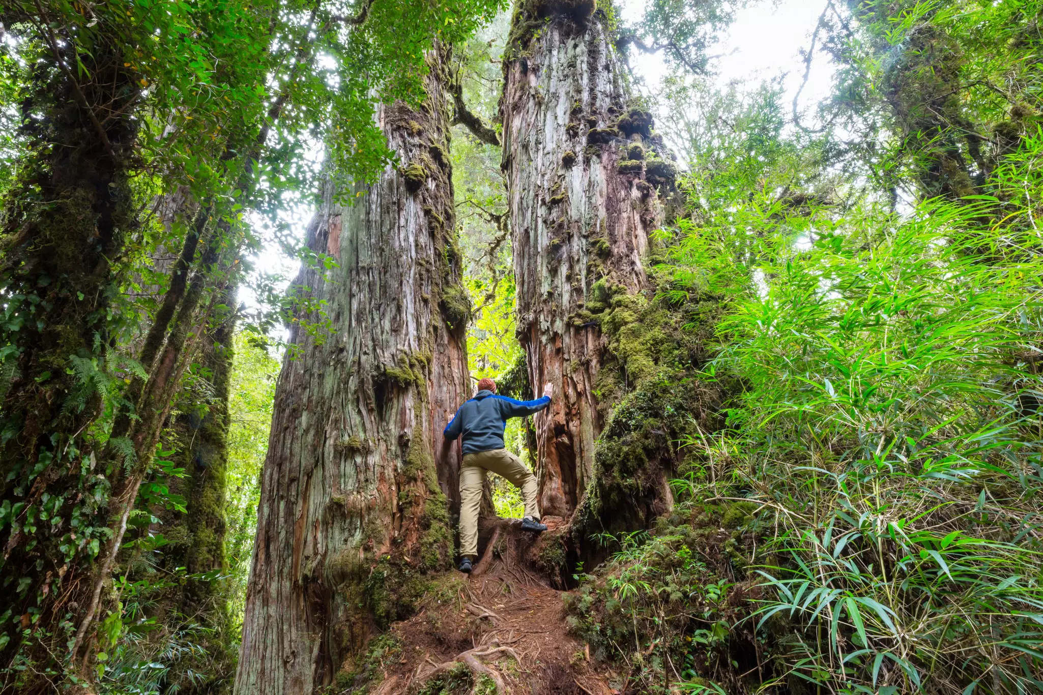 A man stands between the trunks of two huge trees in a rainforest.