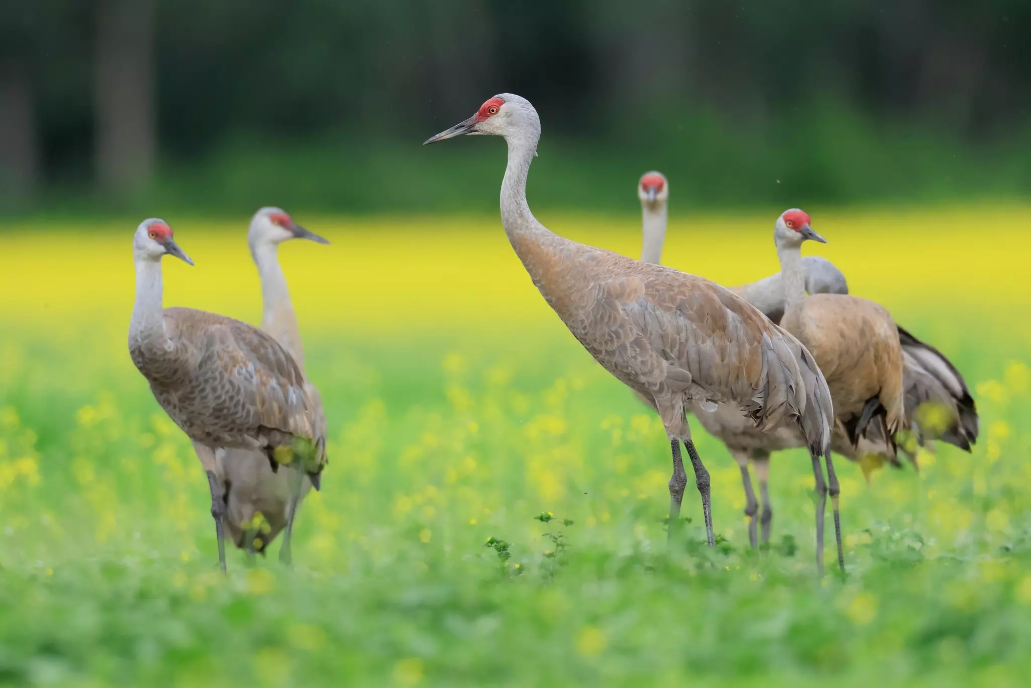 A group of brown birds with a red crest stand in grassland at a nature reserve.