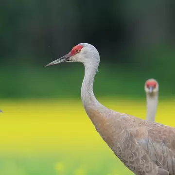 Three Sandhill cranes in flight, Creamer's Field Migratory Waterfowl Refuge, Fairbanks, Alaska; Shutterstock ID 574732120;