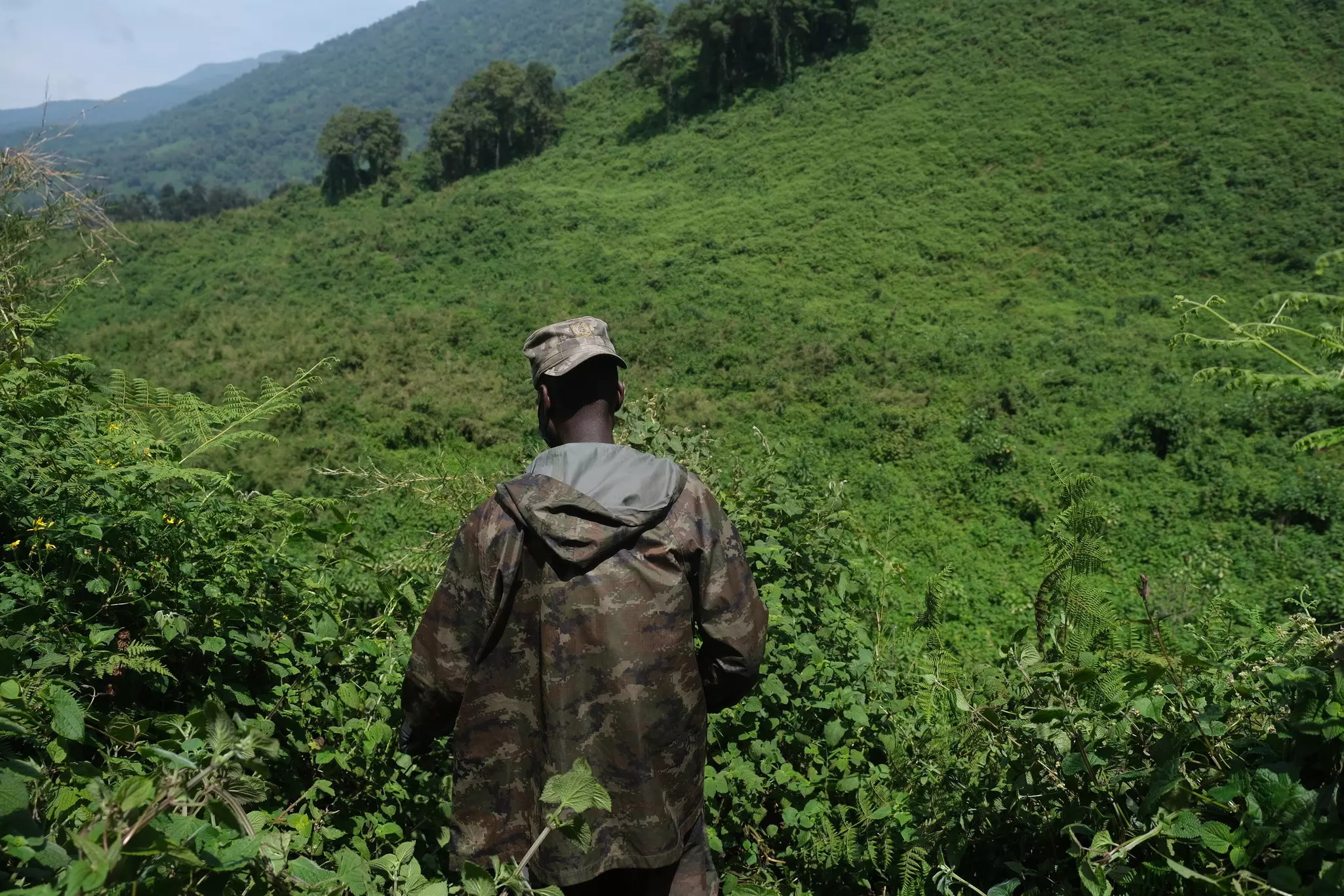 A person walking through lush green vegetation.