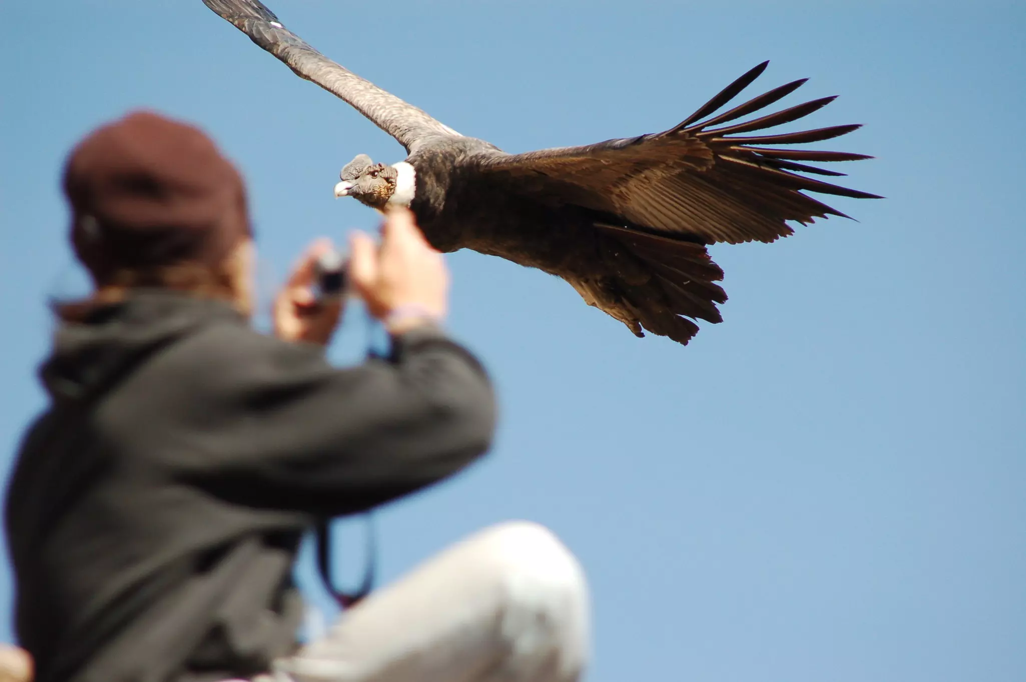 Capturing a photo of a condor in flight over Colca Canyon, the best place to see these majestic birds © Jjacob / Getty Images