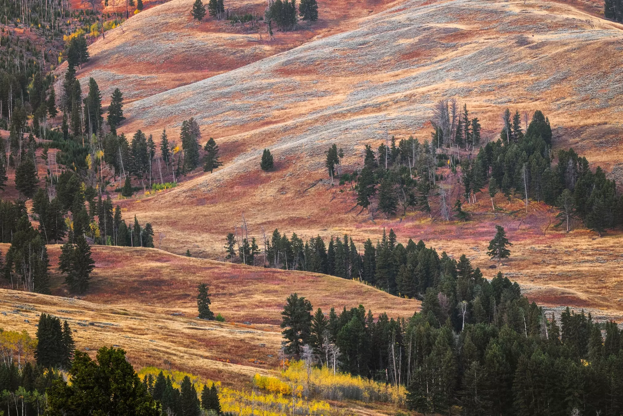 Yellowstone National Park. Danita Delimont/Shutterstock