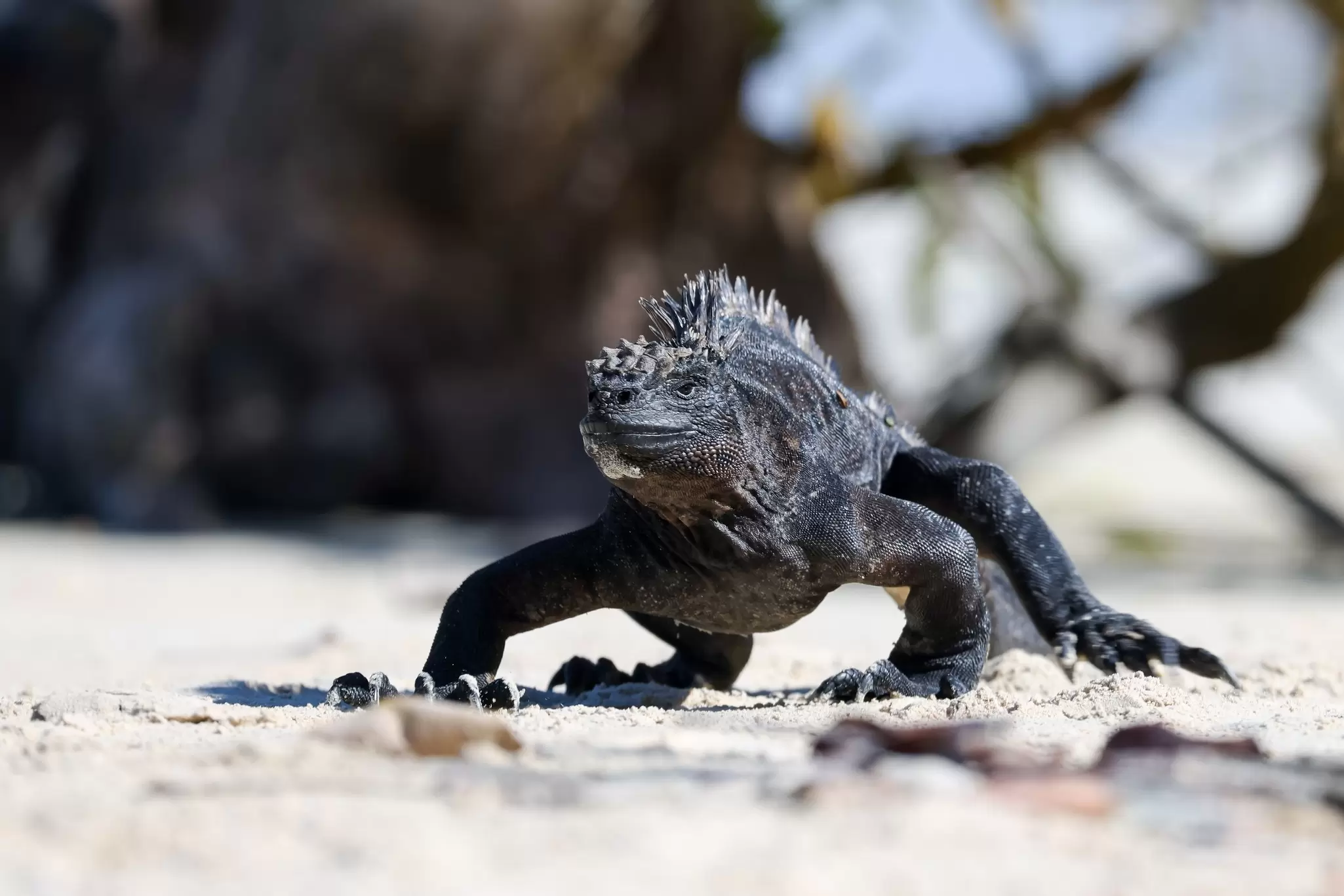 A black iguana walks on the sand on a beach in the Galápagos Islands