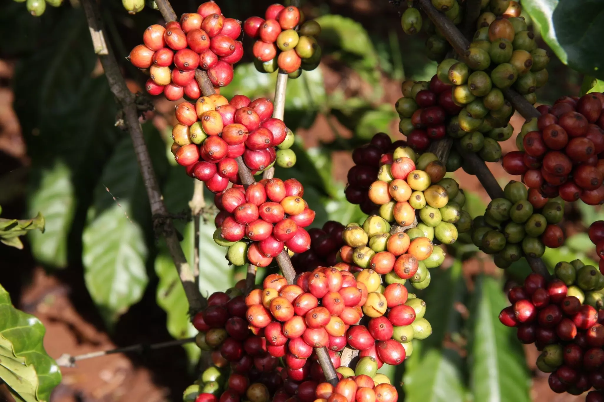 Coffee Crop: red and green coffee beans on a branch