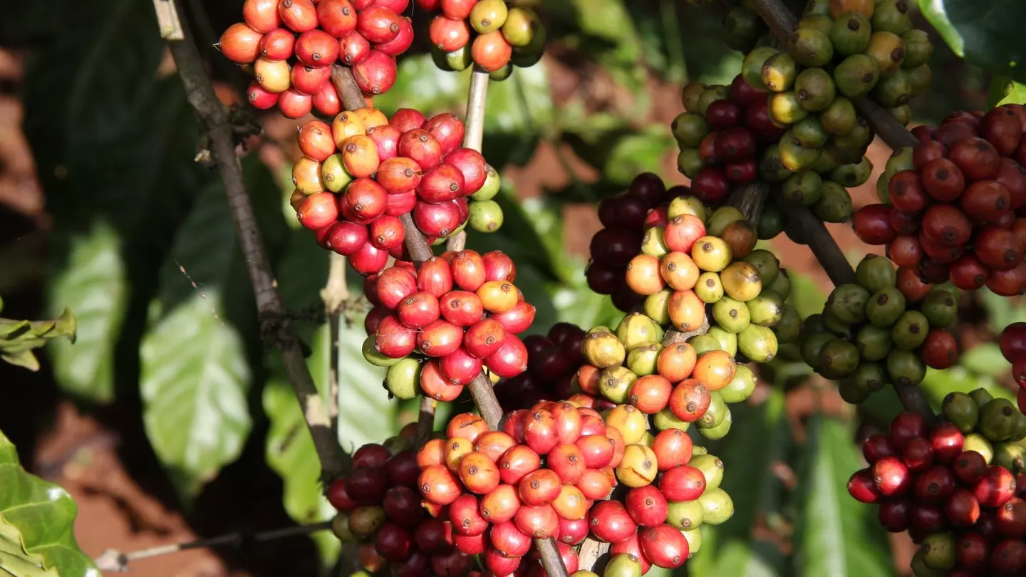 Coffee Crop: red and green coffee beans on a branch